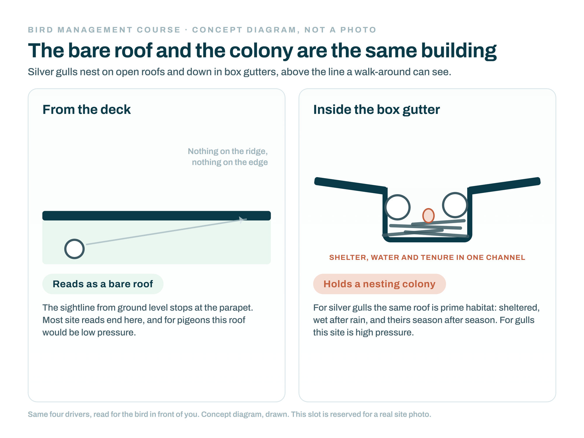 Bird Management Course, module 1: session 01, concept diagram, the same building read twice: a roof that looks bare from the deck and the silver gull colony nesting inside its box gutter.