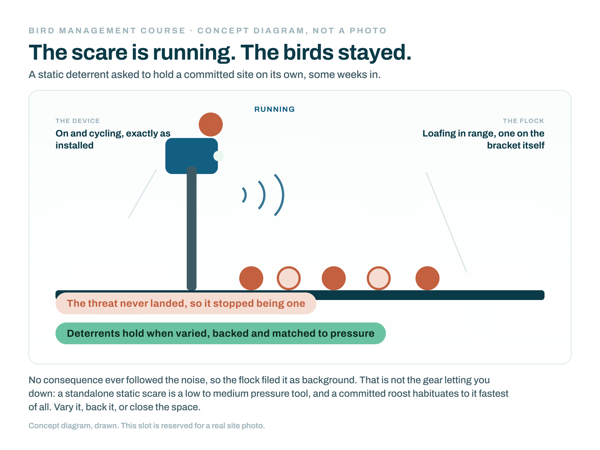 Bird Management Course, module 1: session 02, concept diagram, birds loafing calmly beside a running static scare device, one perched on its bracket; habituation to a threat that never lands.