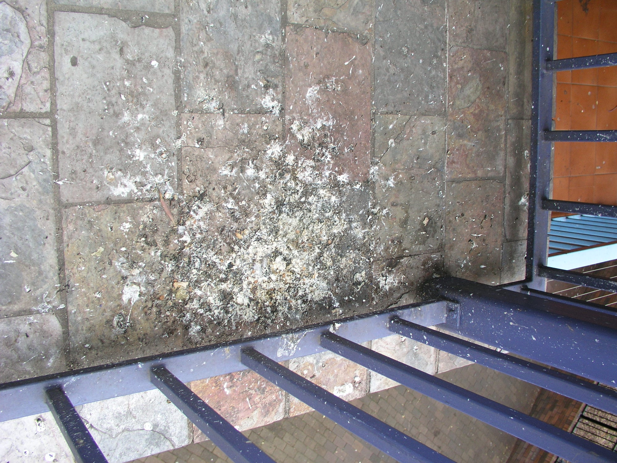Bird Management Course, module 1: session 01, years of caked bird fouling built up in a sheltered corner at a commercial site, the sign of long-held roosting above.