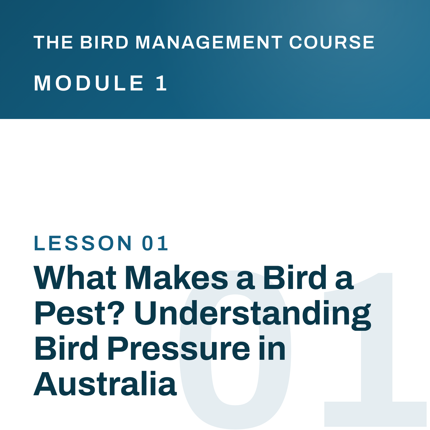What Makes a Bird a Pest? Understanding Bird Pressure in Australia