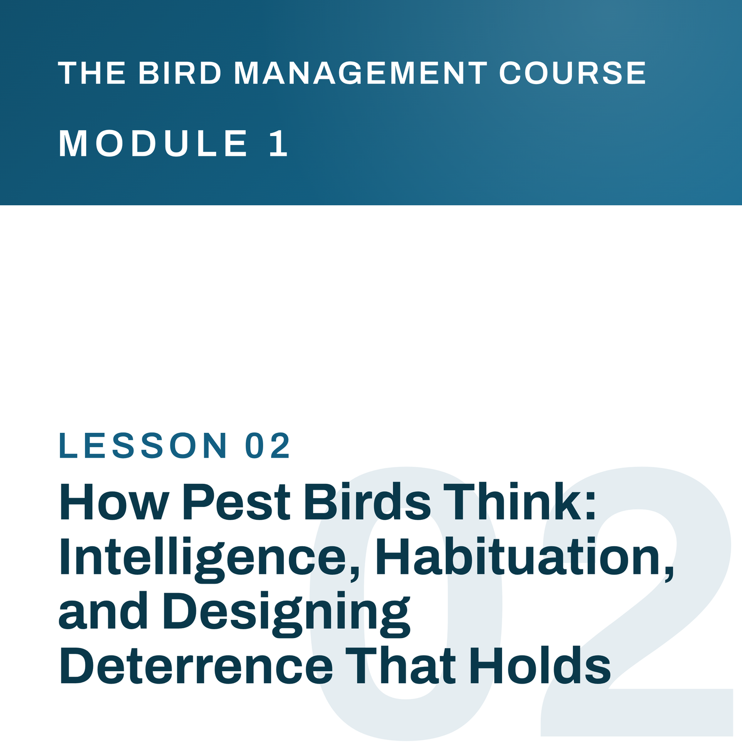 How Pest Birds Think: Intelligence, Habituation, and Designing Deterrence That Holds