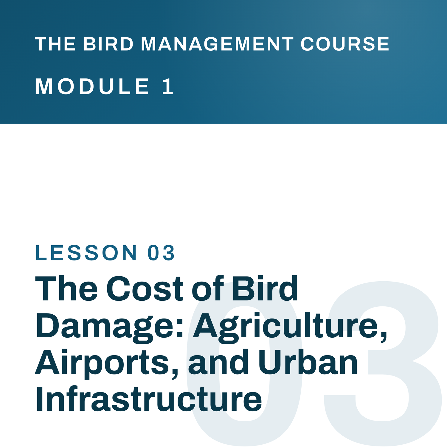 The Cost of Bird Damage: Agriculture, Airports, and Urban Infrastructure