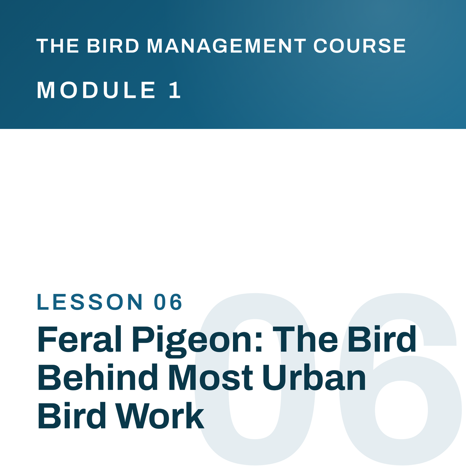 Feral Pigeon: The Bird Behind Most Urban Bird Work, The Bird Management Course