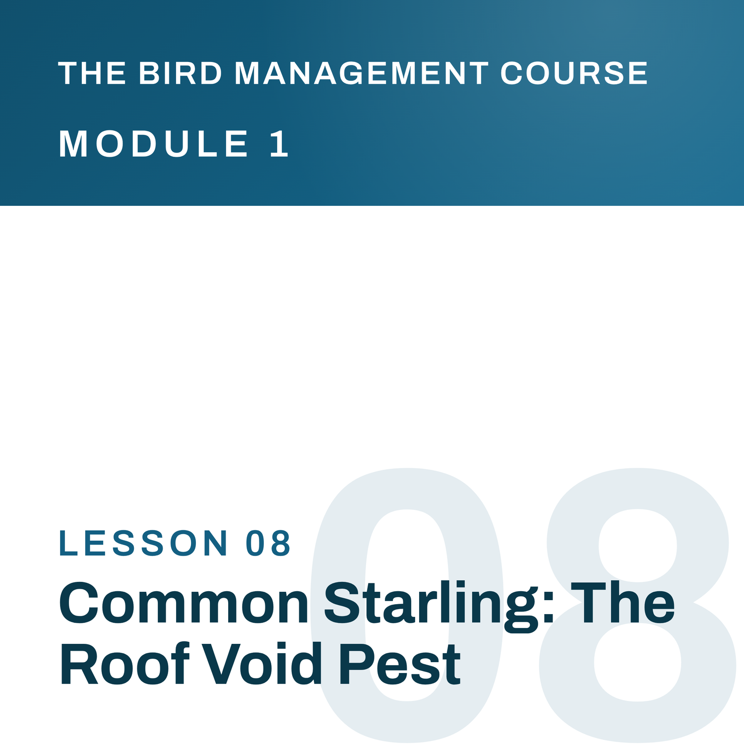 Common Starling: The Roof Void Pest, The Bird Management Course
