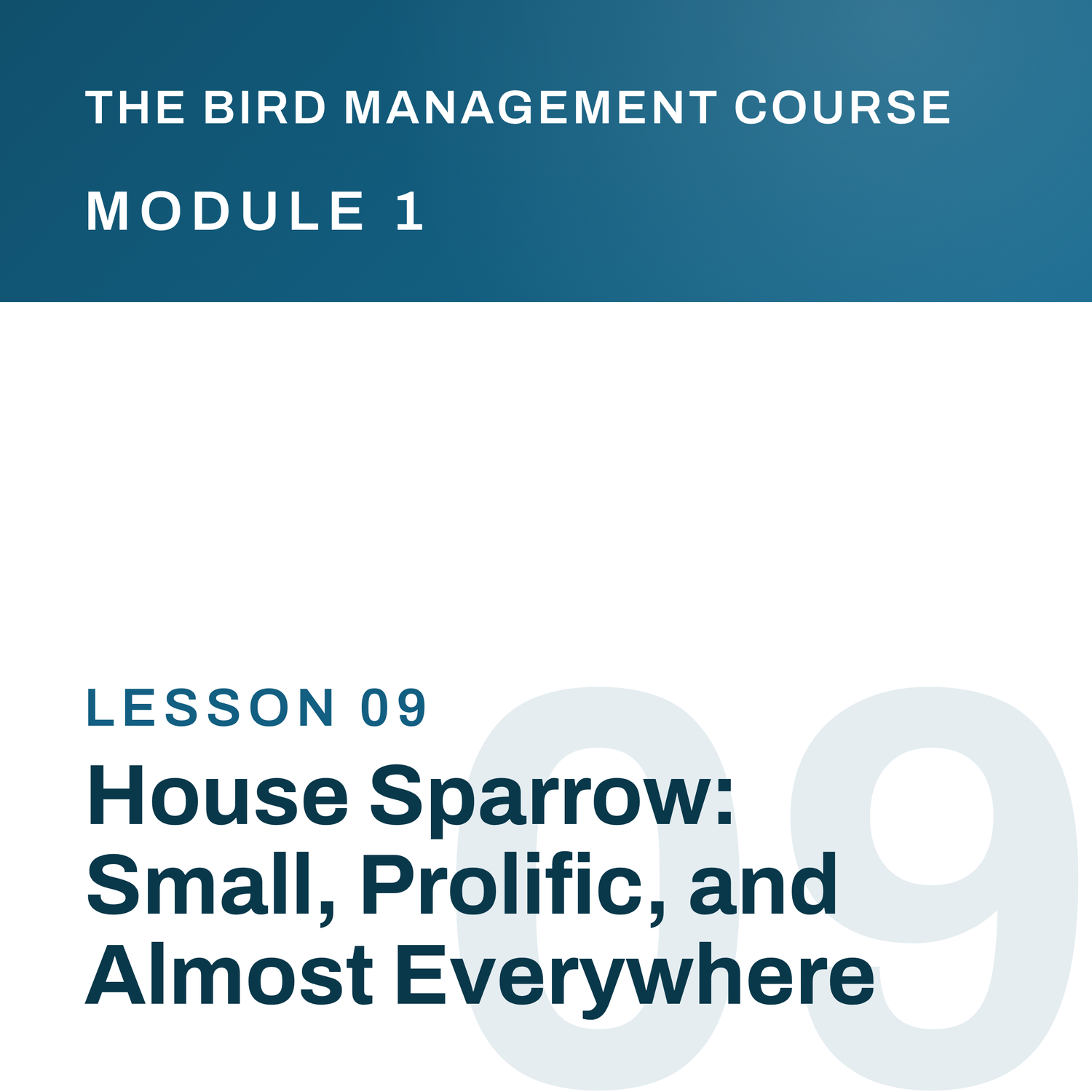 House Sparrow: Small, Prolific, and Almost Everywhere, The Bird Management Course