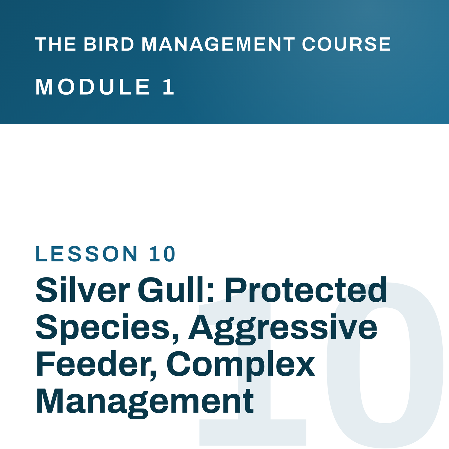 Silver Gull: Protected Species, Aggressive Feeder, Complex Management, The Bird Management Course