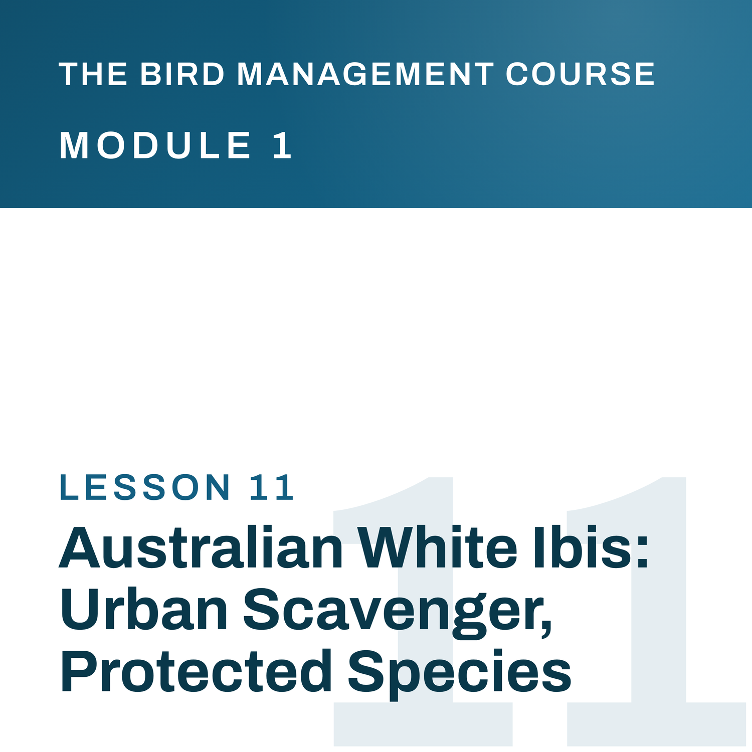 Australian White Ibis: Urban Scavenger, Protected Species, The Bird Management Course