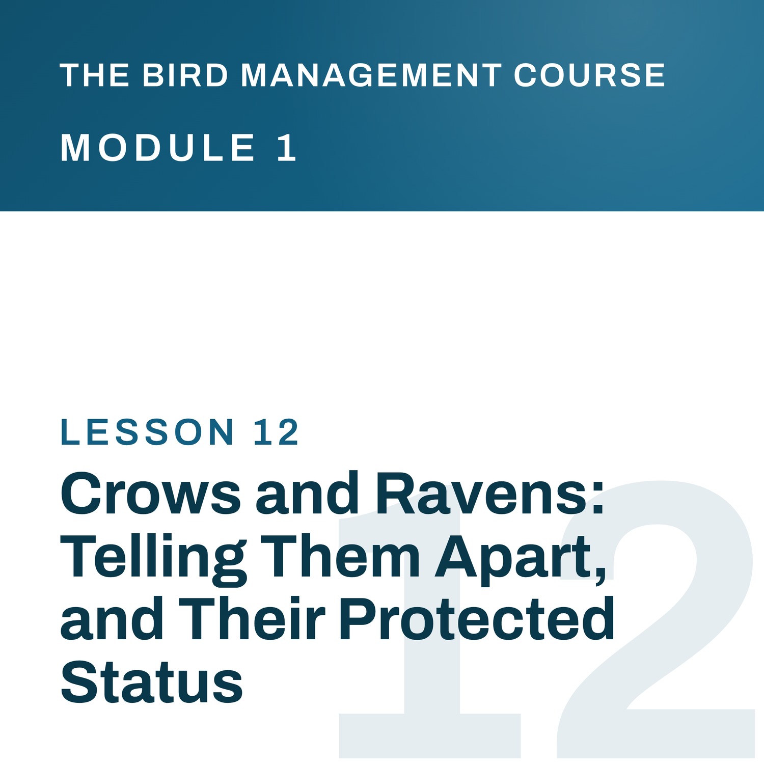 Crows and Ravens: Telling Them Apart, and Their Protected Status, The Bird Management Course