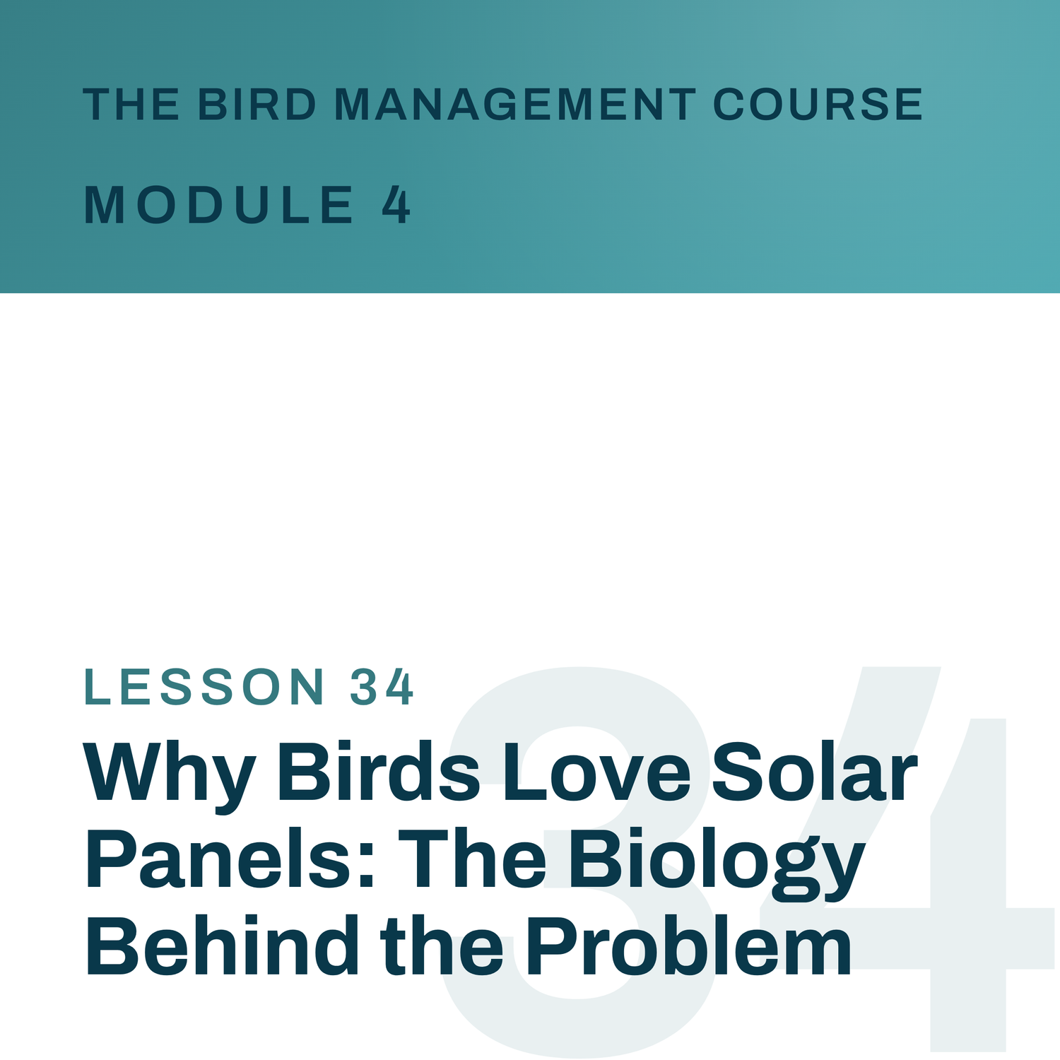 Why Birds Love Solar Panels: The Biology Behind the Problem, The Bird Management Course