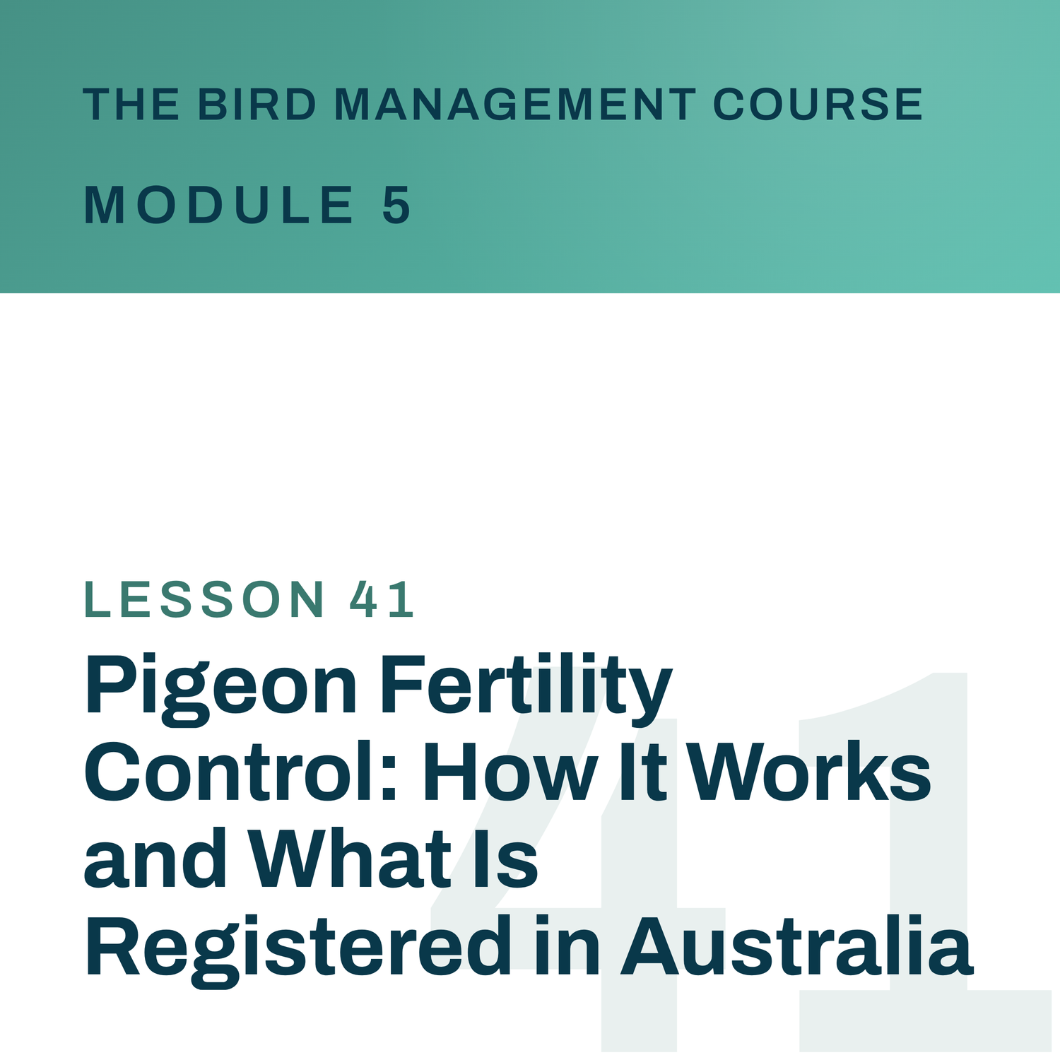 Pigeon Fertility Control: How It Works and What Is Registered in Australia, The Bird Management Course