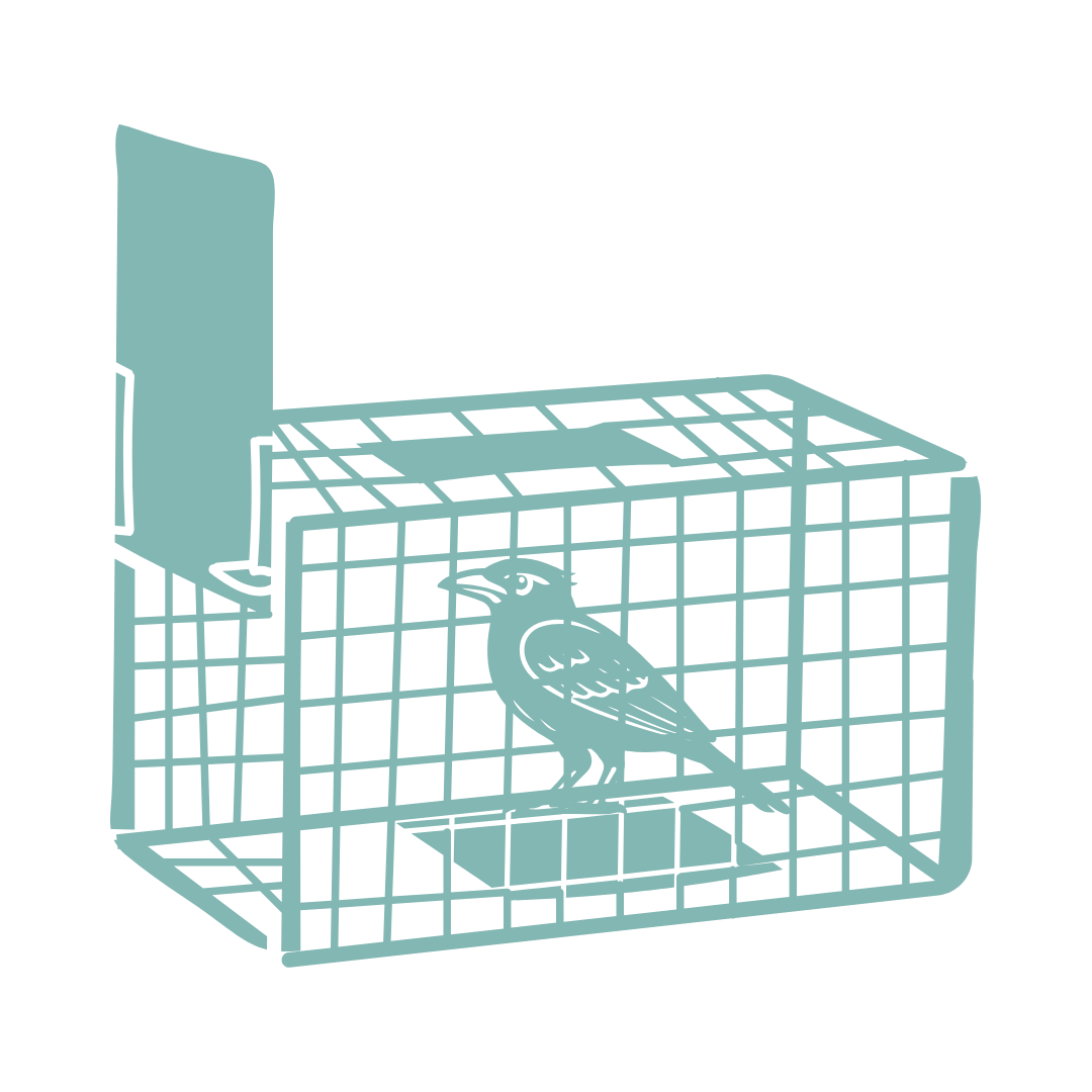 Bird Trapping