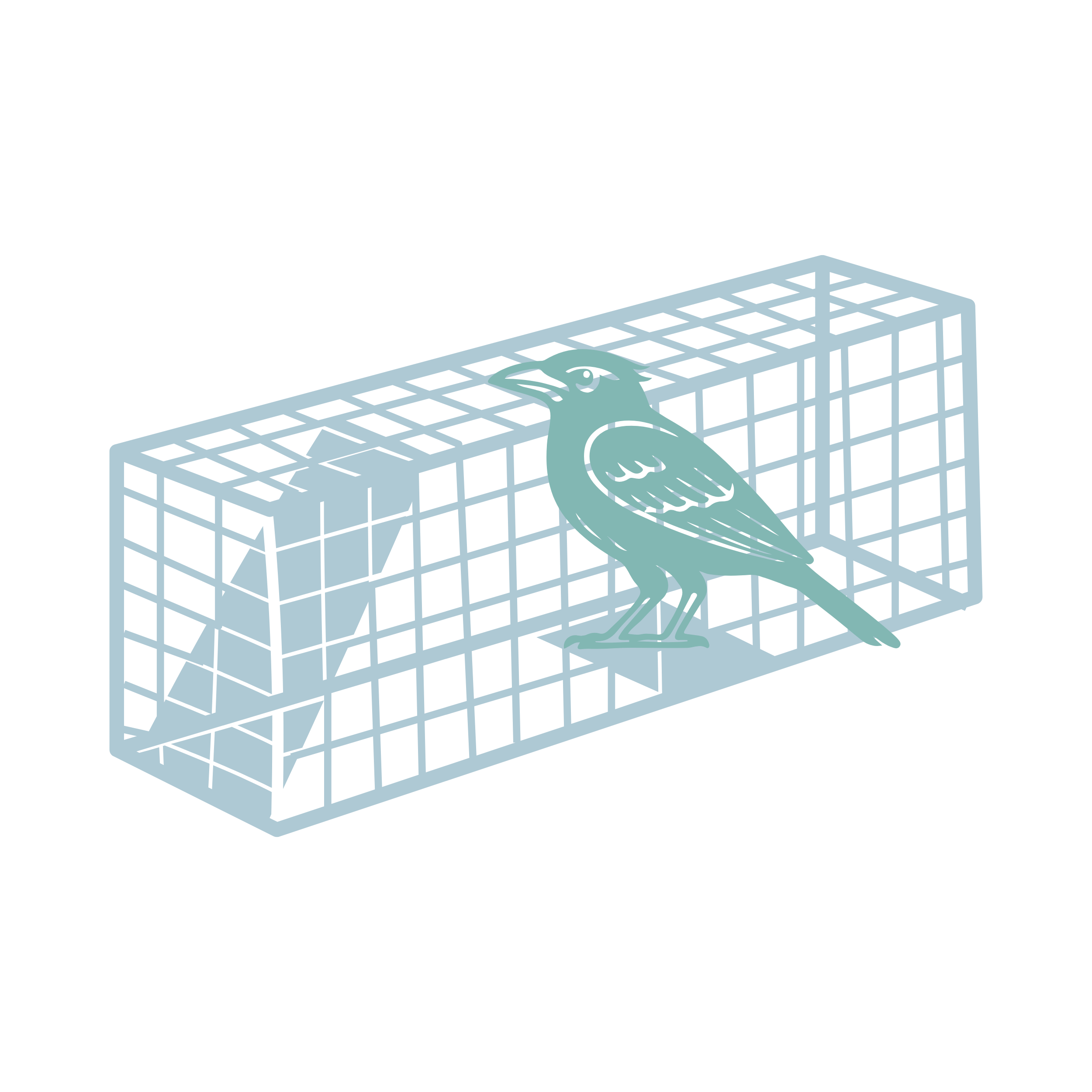 Bird Trapping