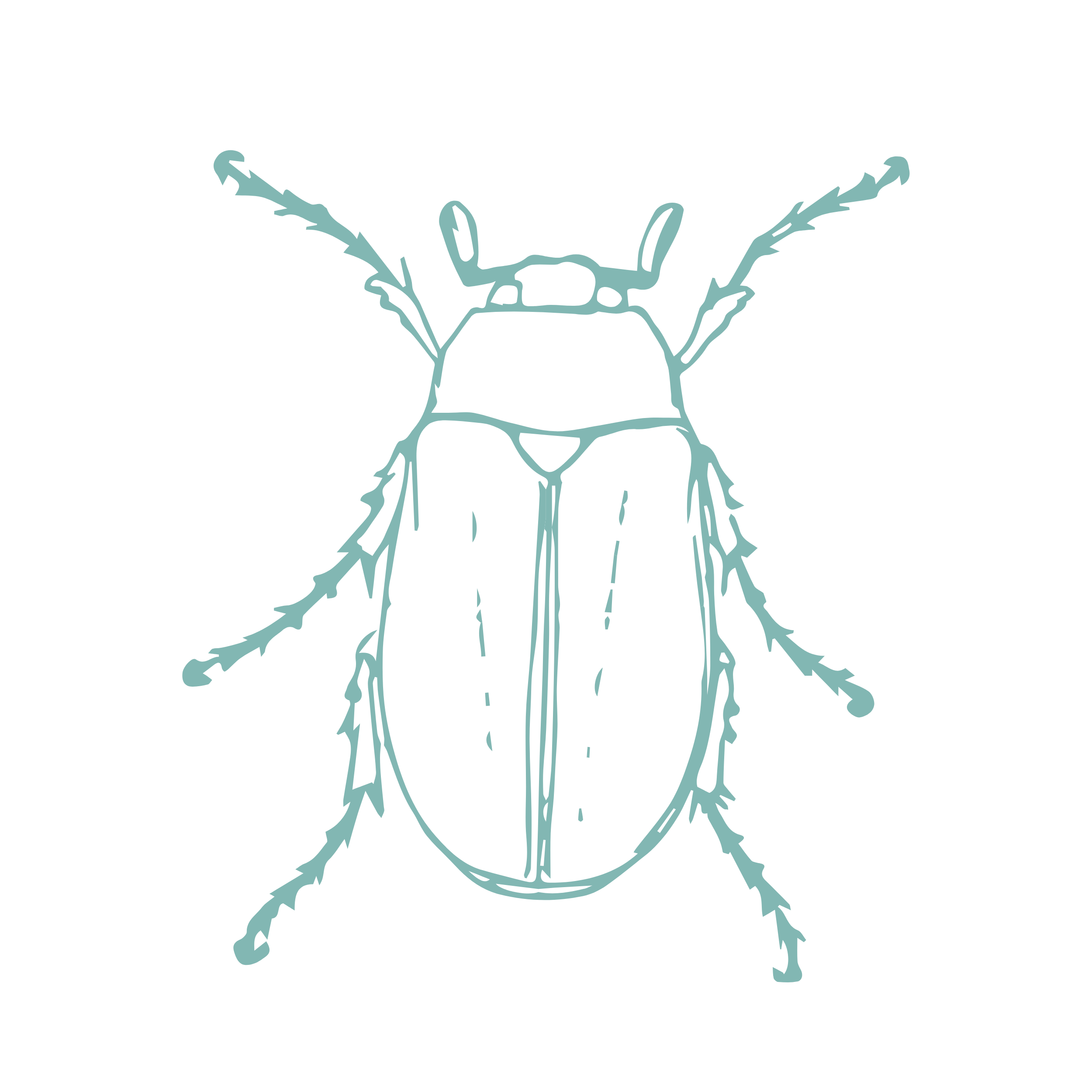 Carpet Beetles