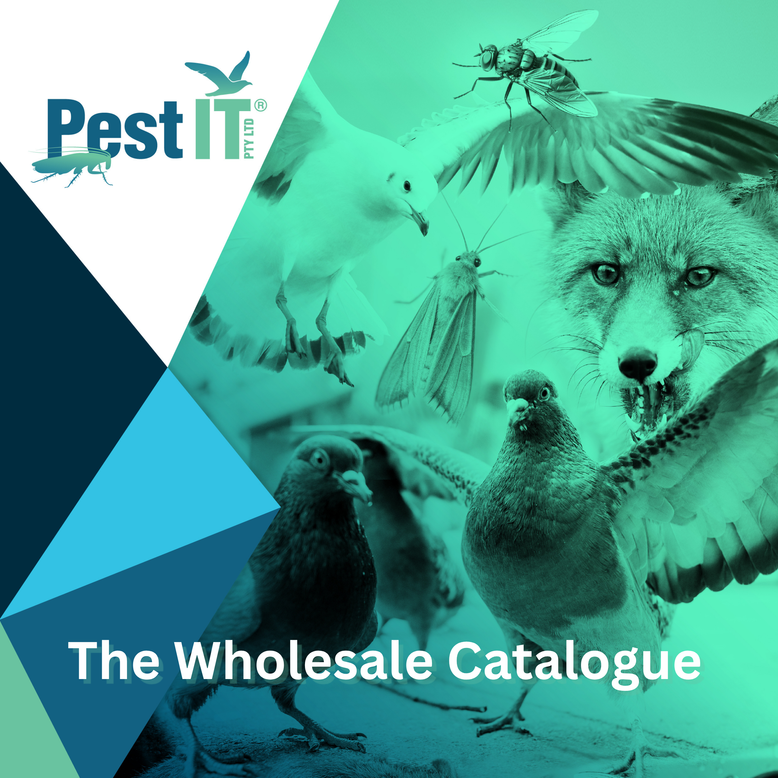 The Wholesale Catalogue