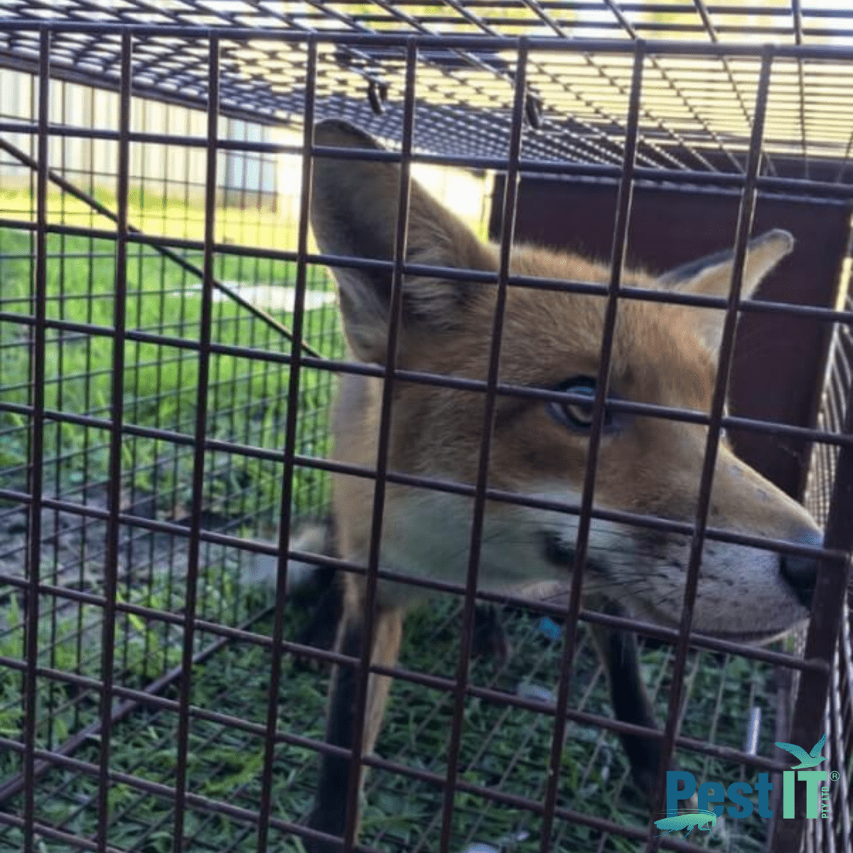 The Fox Magnet Trap
