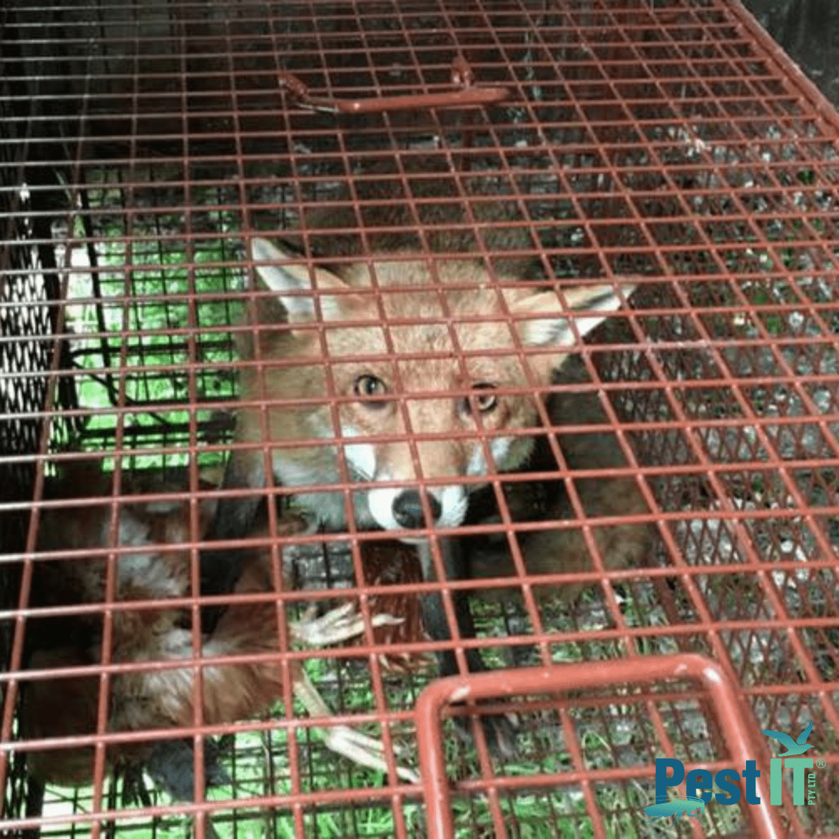 The Fox Magnet Trap