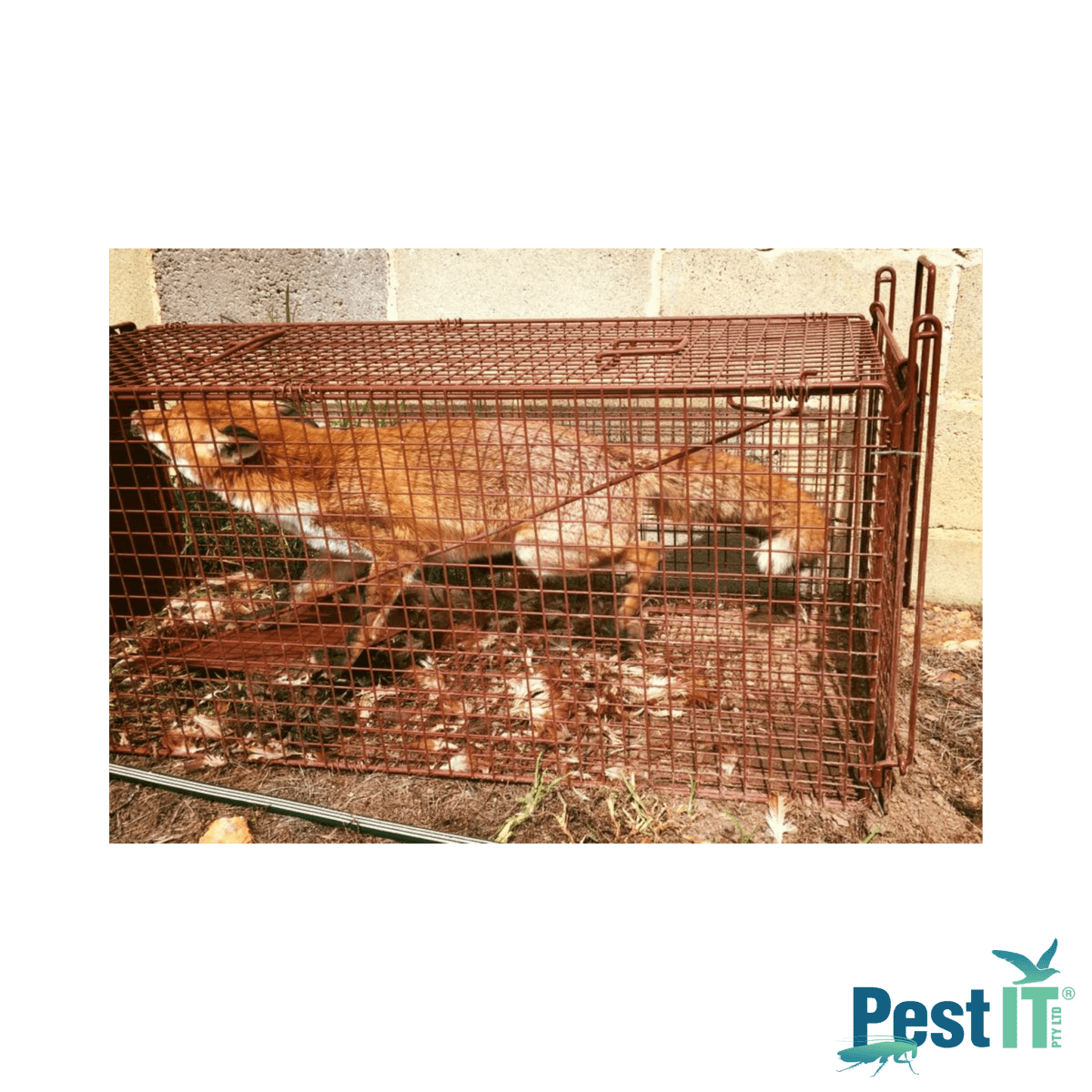 The Fox Magnet Trap