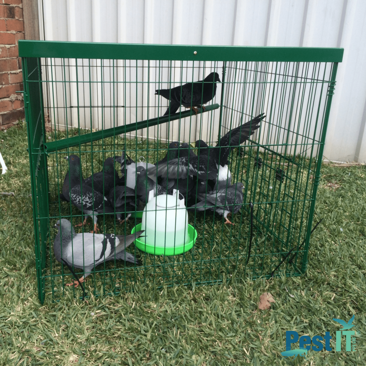 The Pigeon Magnet Trap