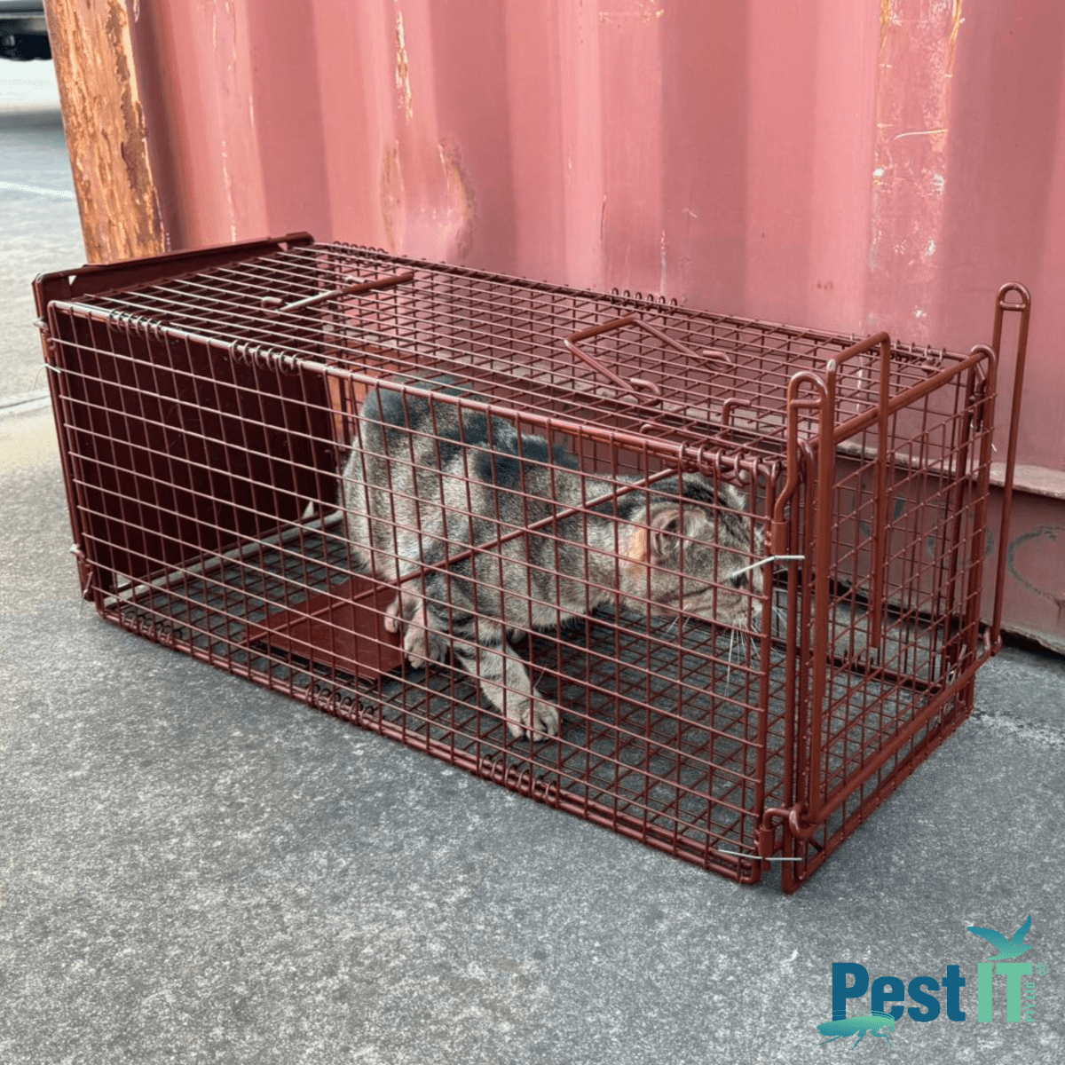 The Possum & Cat Magnet Trap
