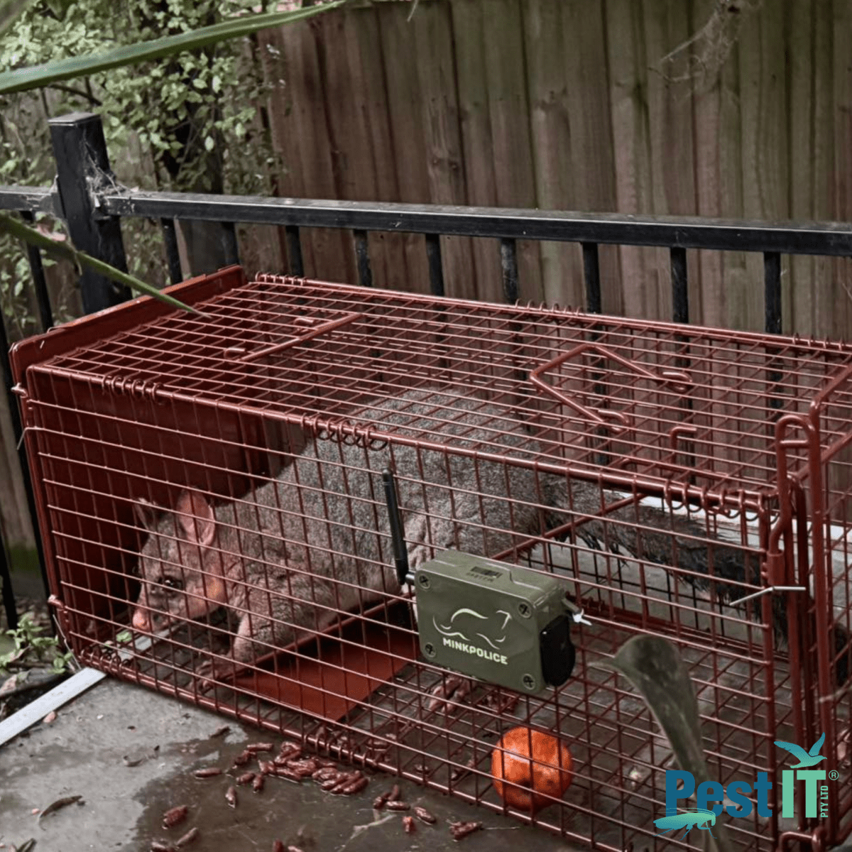 The Possum & Cat Magnet Trap