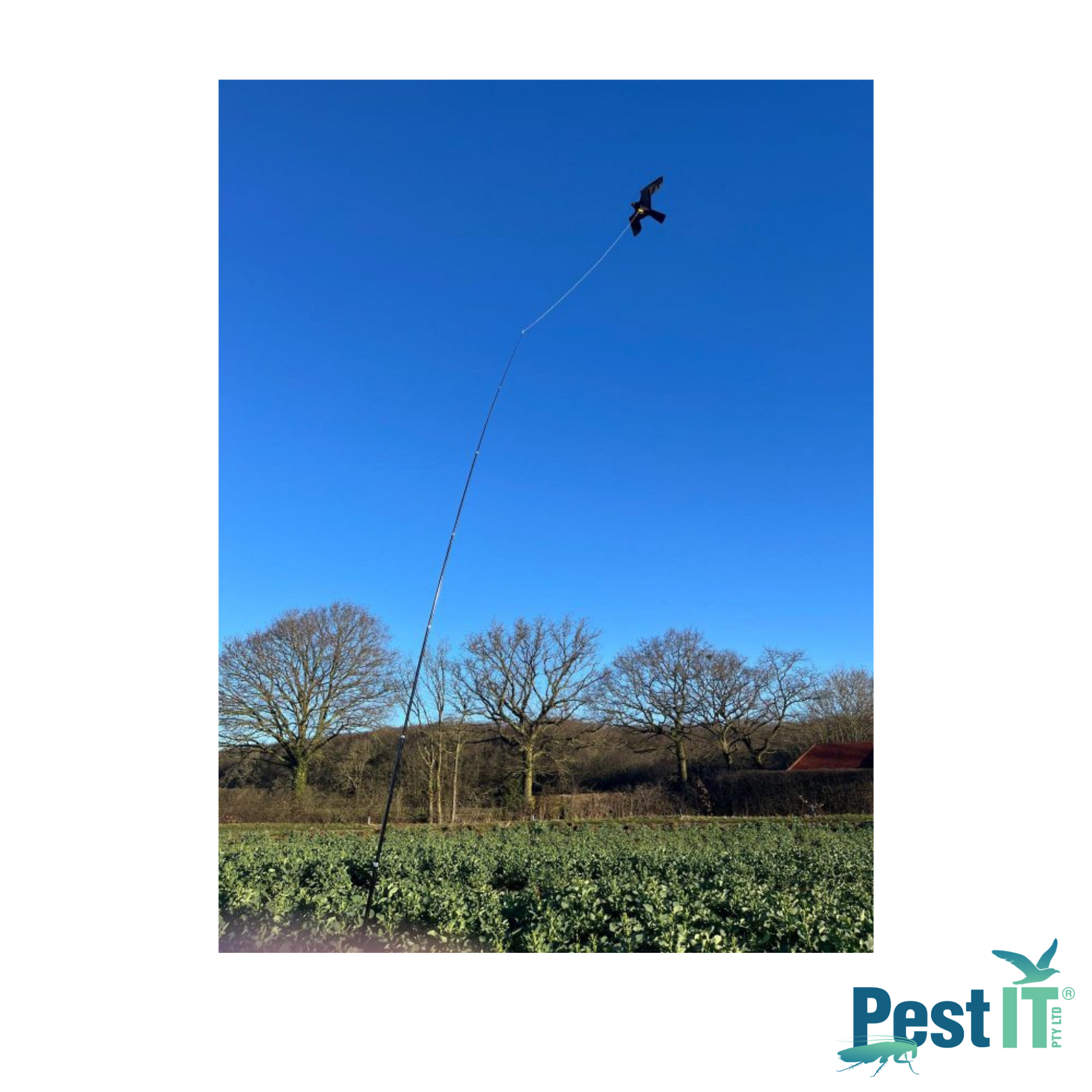 Avepro Bird Scarer Kites Avepro Bird Scarer Kite In Use Protecting Crops