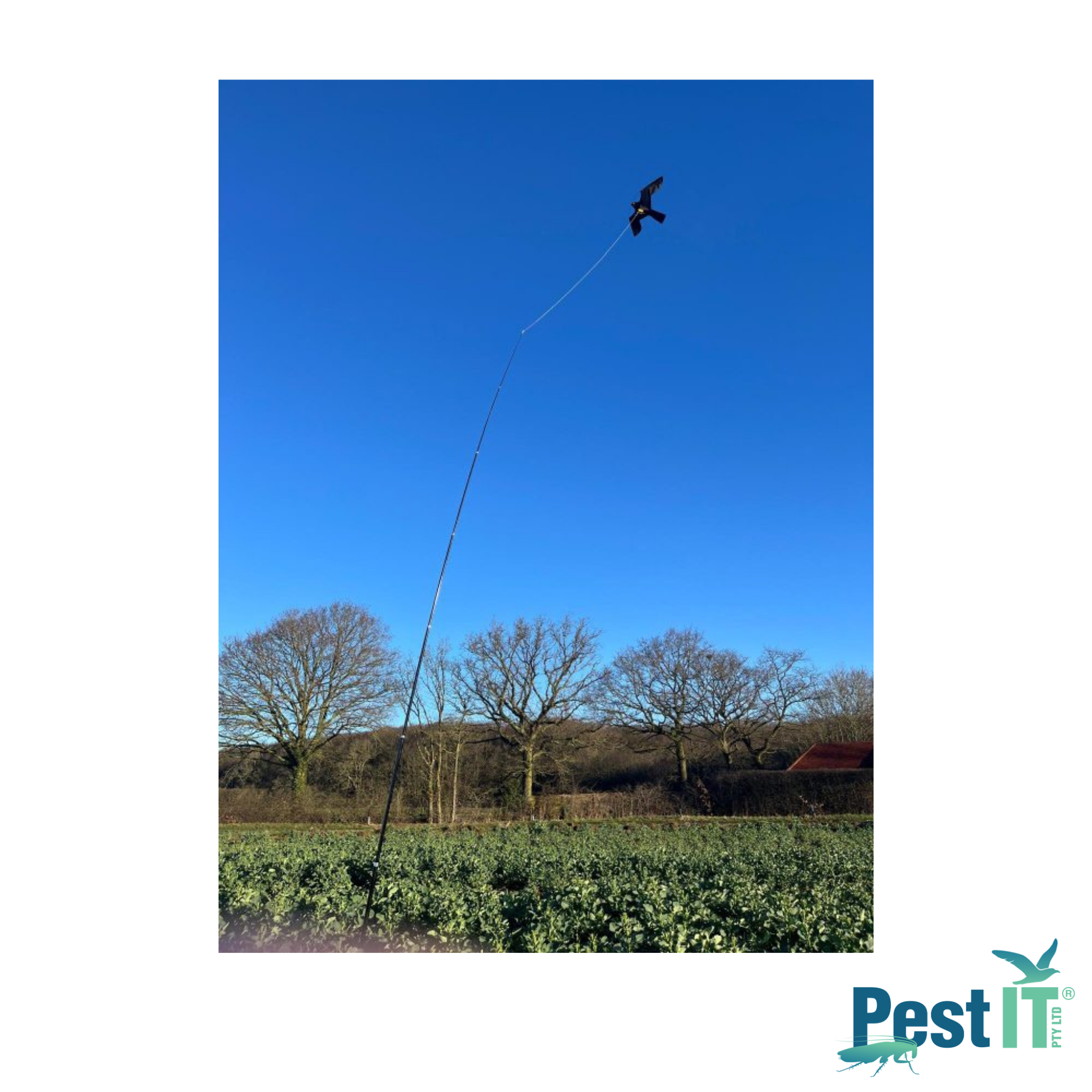 Avepro Bird Scarer Kites Avepro Bird Scarer Kite In Use Protecting Crops