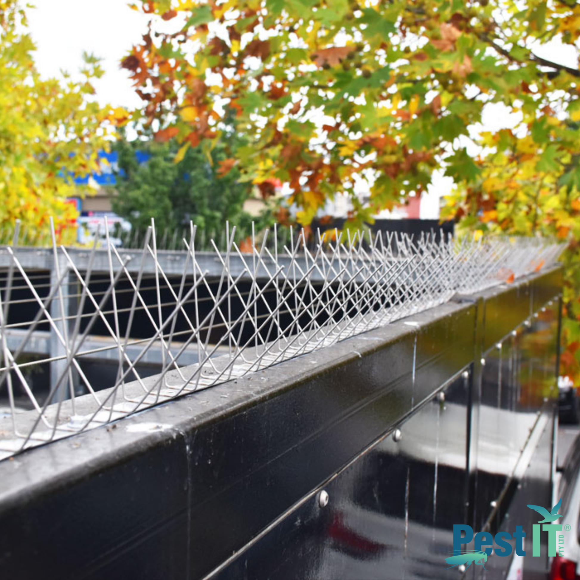 Avepro Bird Spikes Deluxe In Use On Ledge