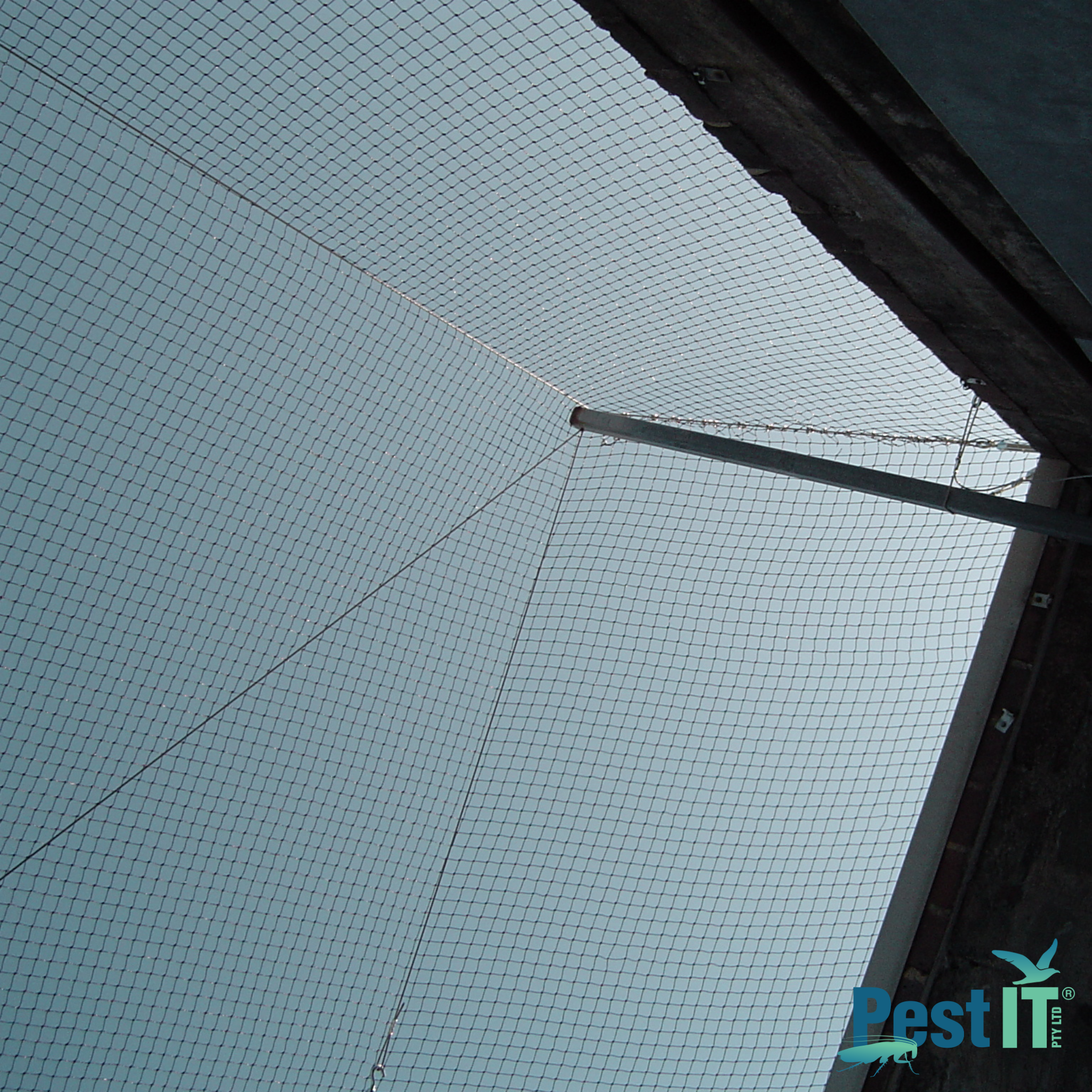 Avepro Deluxe Bird Netting 50Mm In Use Over Field