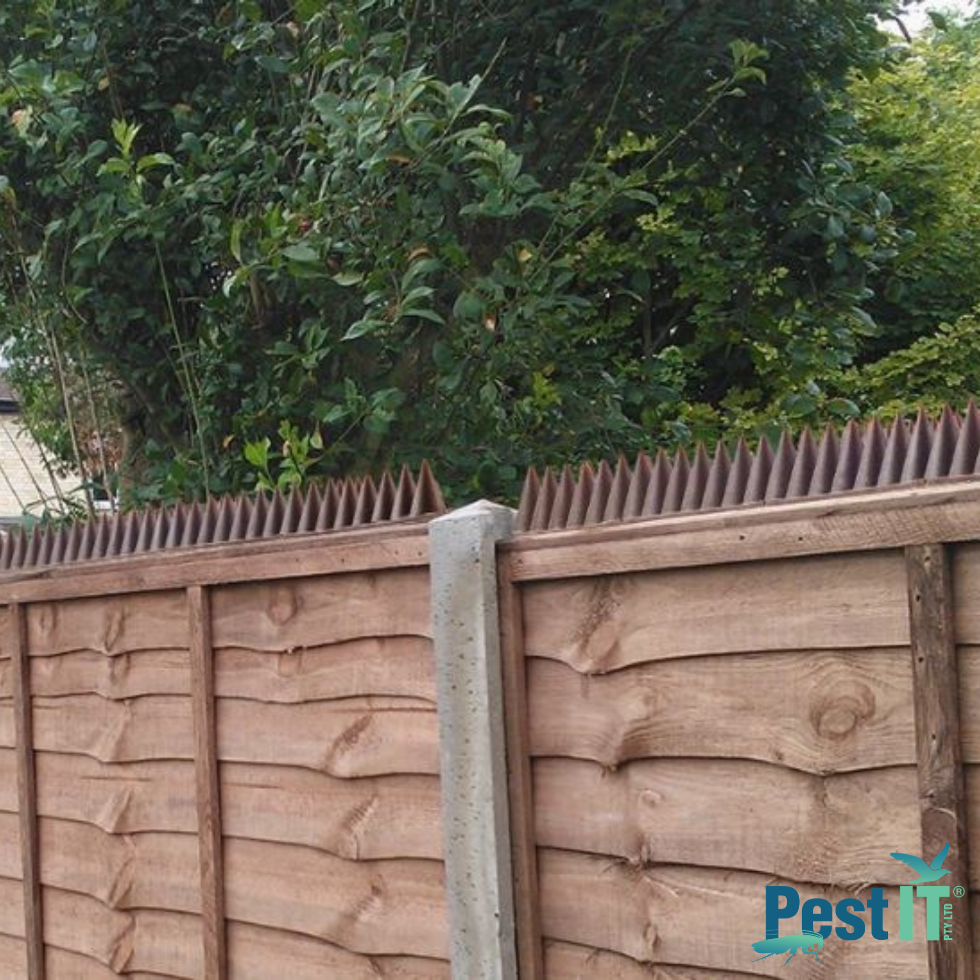 Avepro Possum Spikes In Use 7