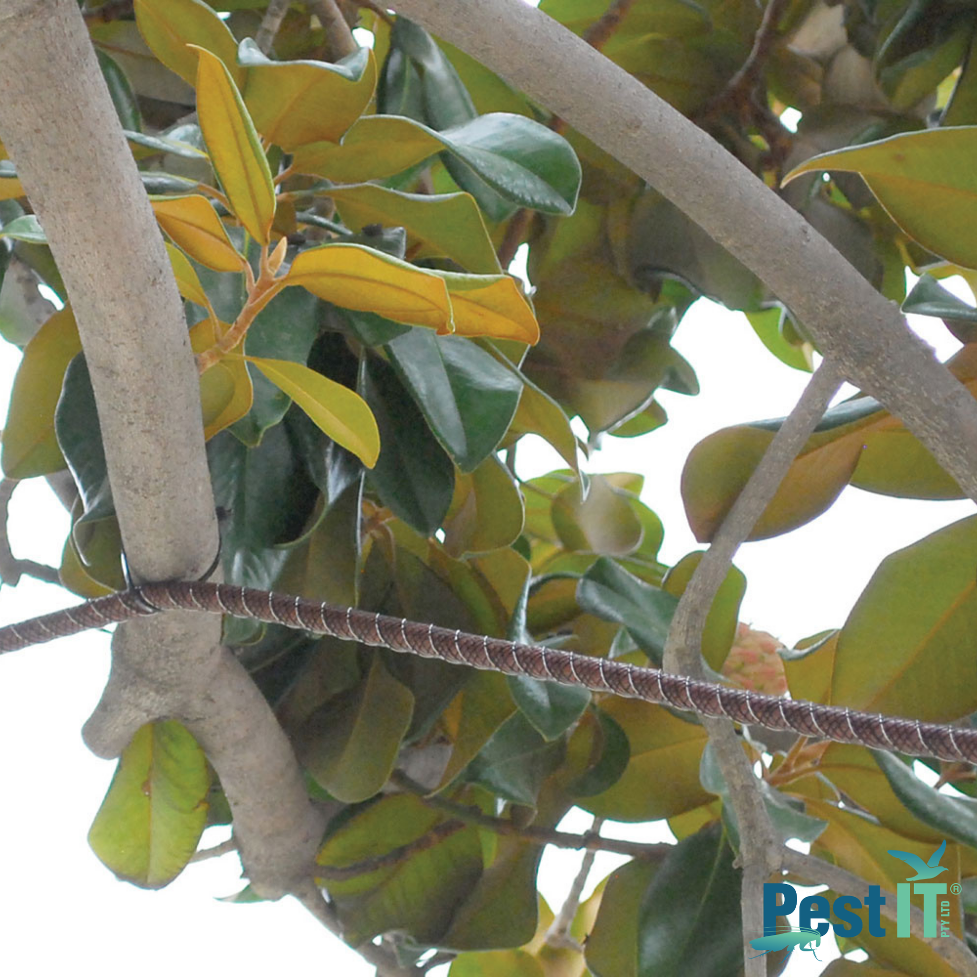 Avepro Tree Shock Electrified Deterrent In Use Attached To Tree Branches
