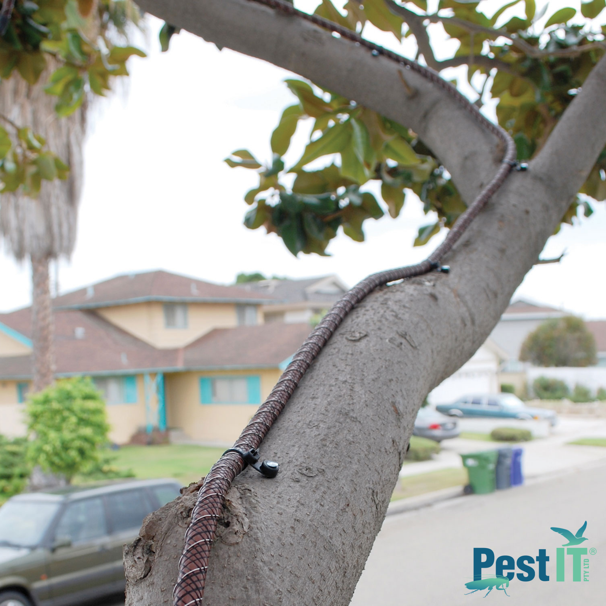 Avepro Tree Shock Electrified Deterrent In Use On Tree Branch