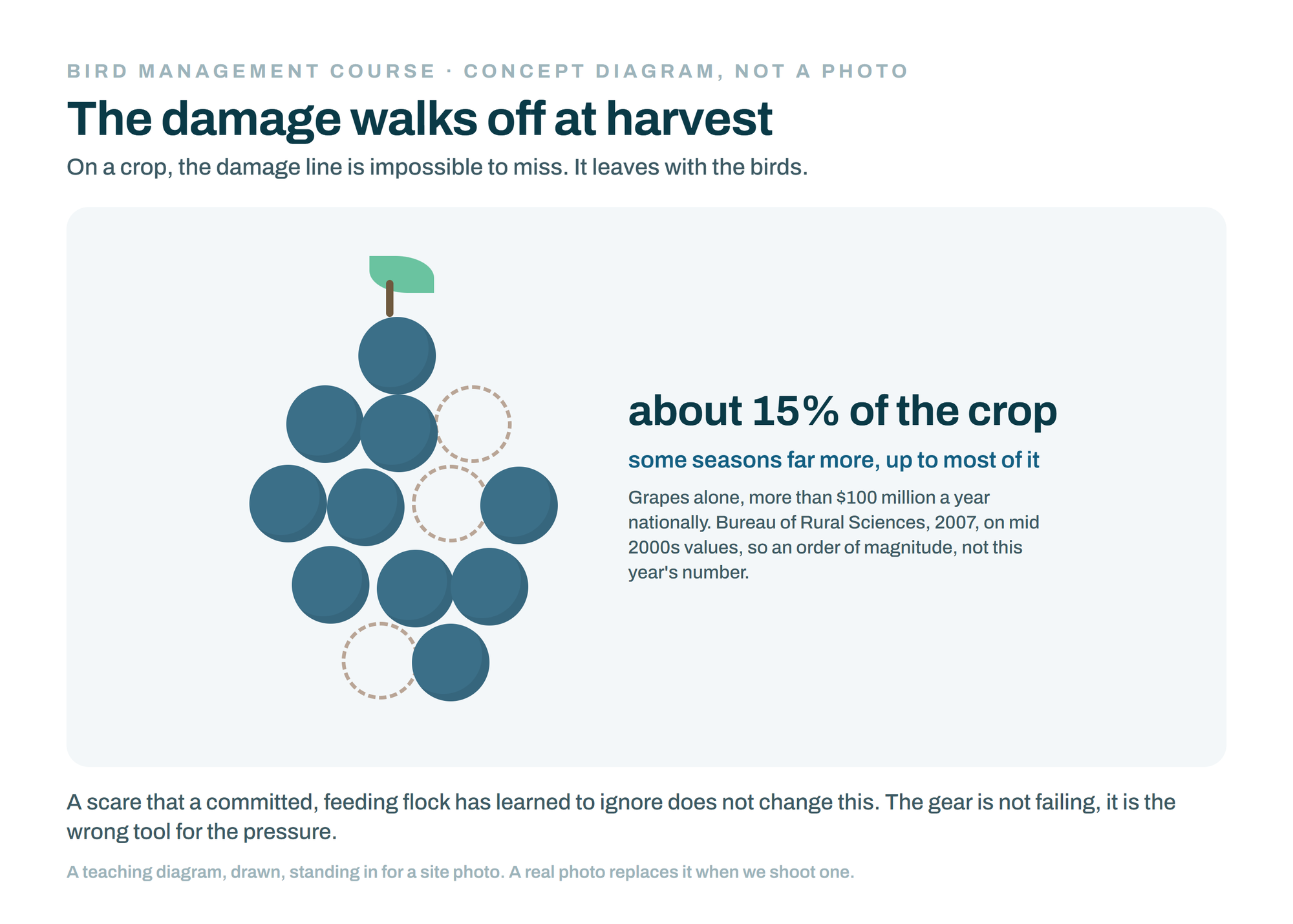 Concept diagram (not a photo): a grape bunch with part of the crop taken, the damage birds carry off at harvest. Bird Management Course, session 03.