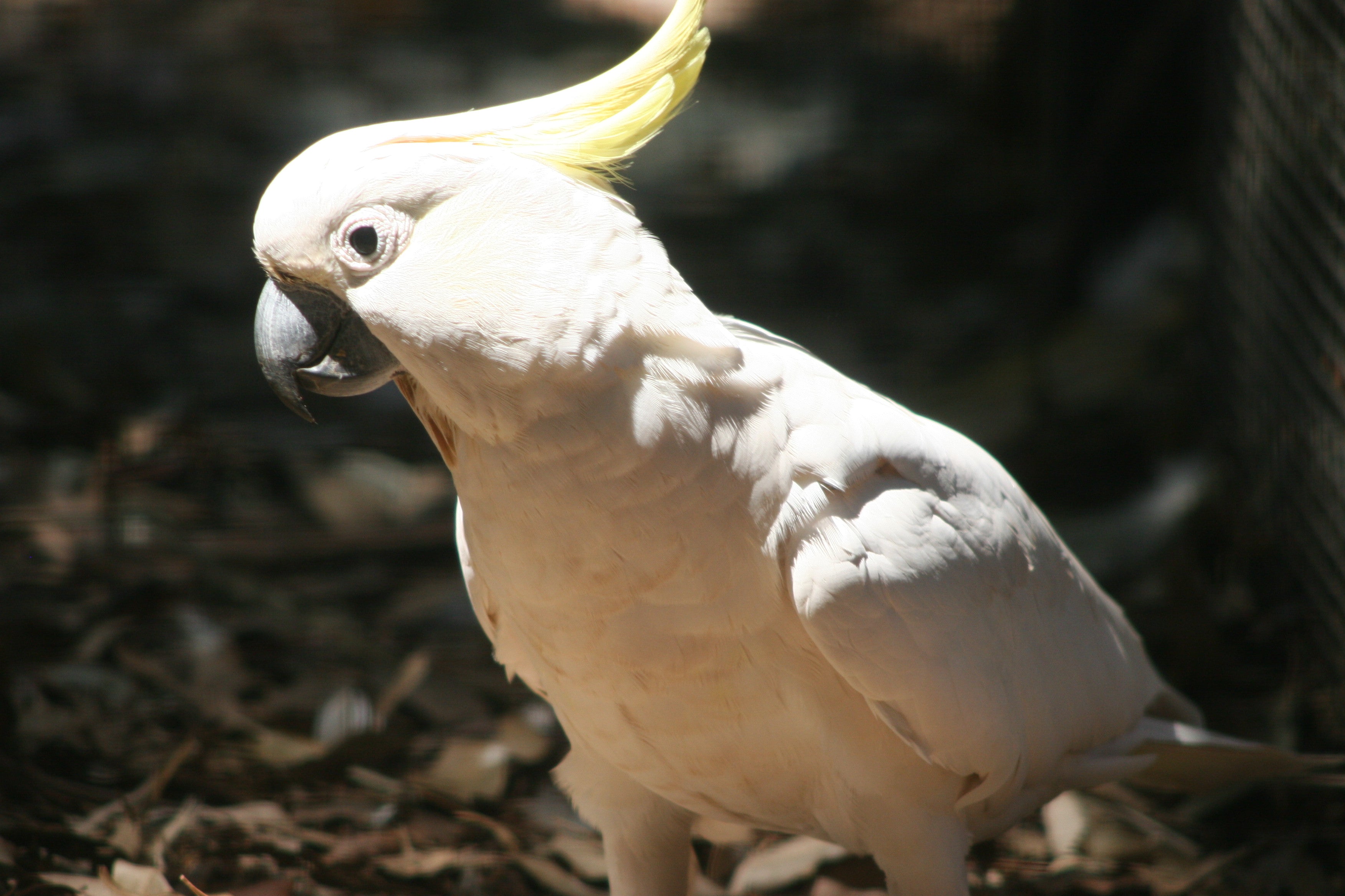 Bird Management Course, module 1: session 02, a sulphur-crested cockatoo, crest raised, at ground level.