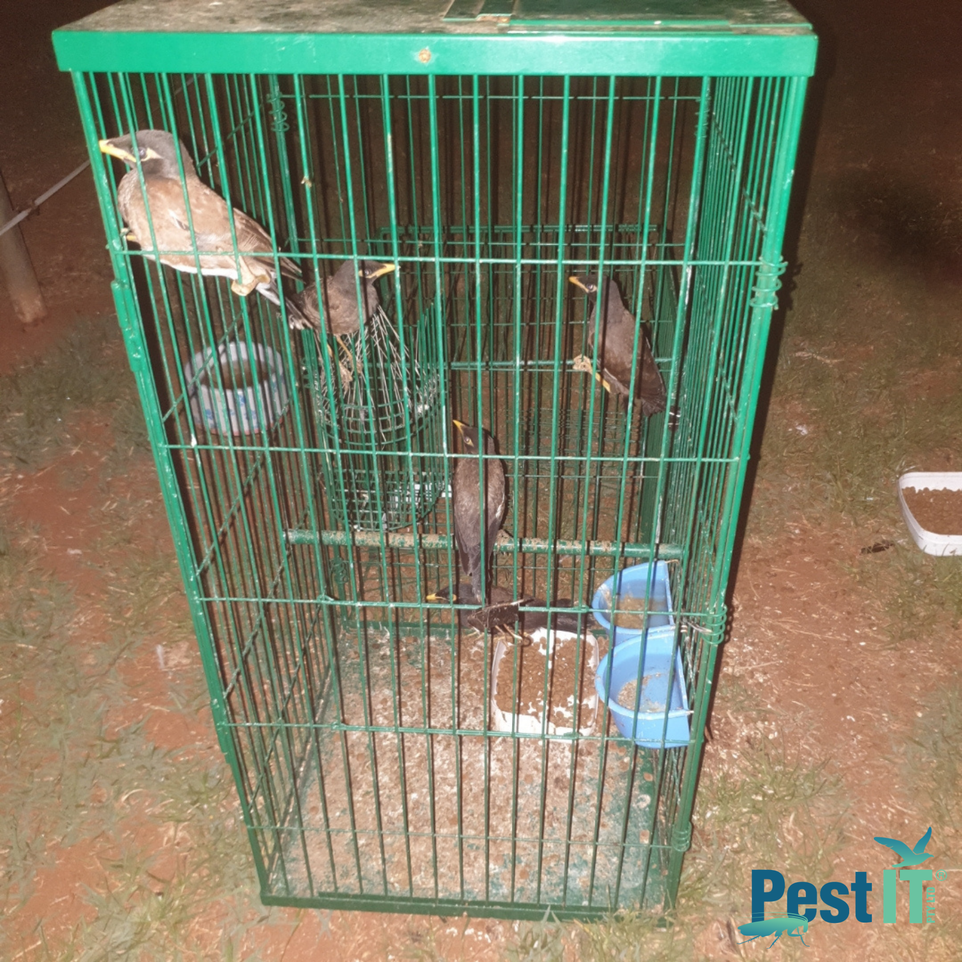 The Mini Myna Magnet Trap Bundle Image Alt Name 8