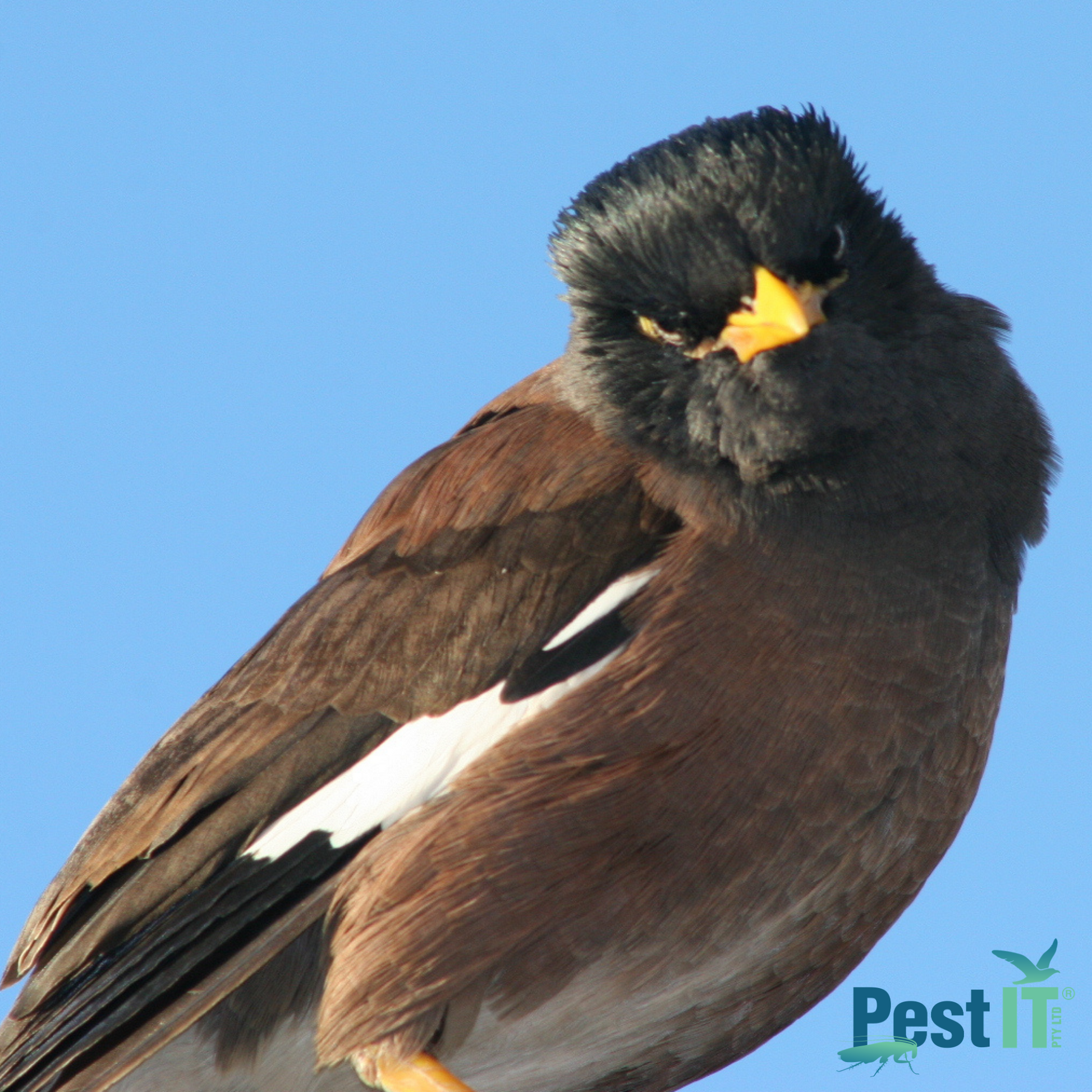 The Mini Myna Magnet Trap Only The Mini Myna Magnet In Use 2