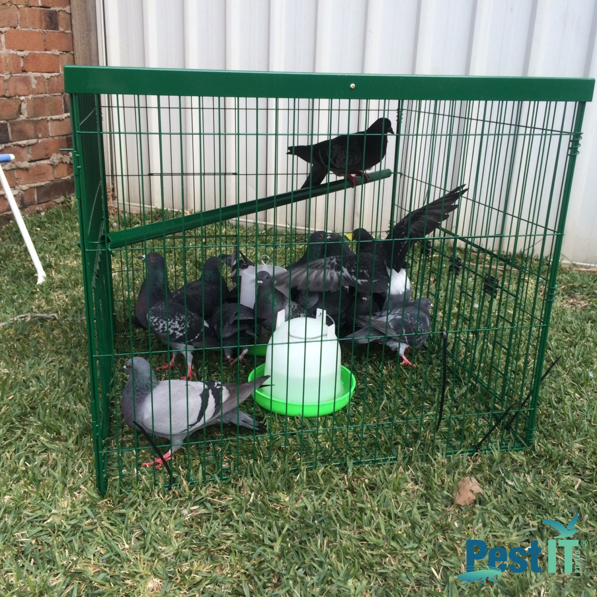 The Pigeon Magnet Feeder 3Kg Image Alt Name 4