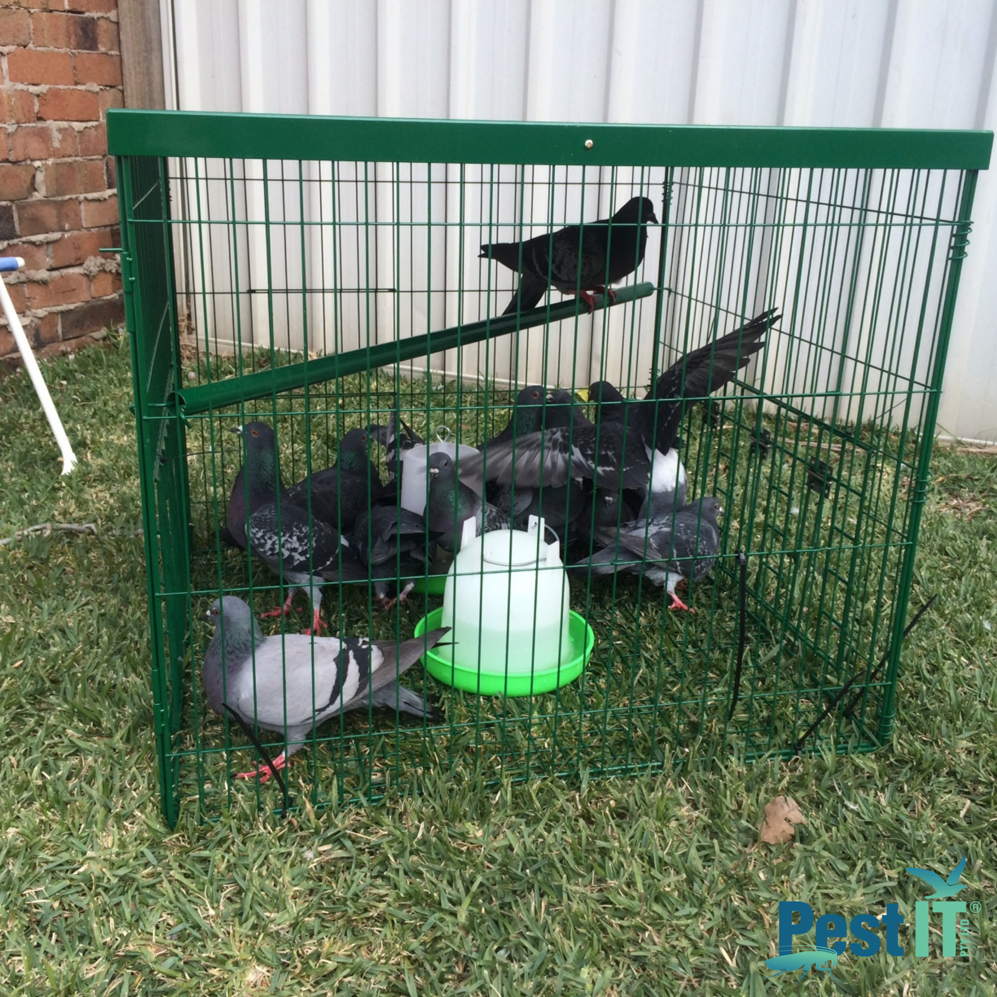 The Pigeon Magnet Feeder 3Kg Image Alt Name 4