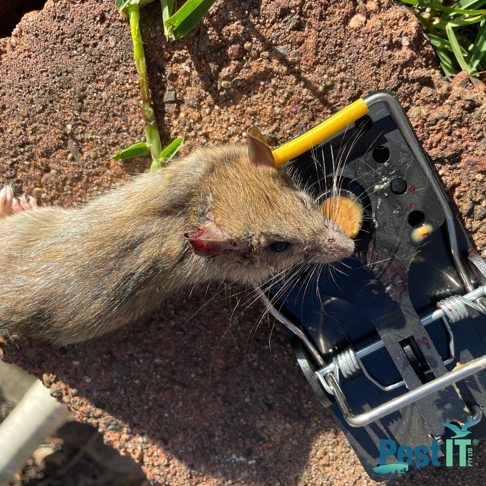 Viper Mouse Snap Trap In Use 4