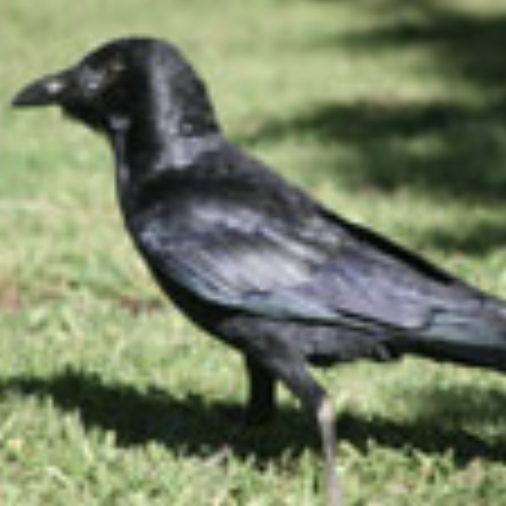 Resort, QLD – Ravens